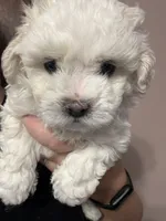 Sweet Tart, a female Shichon for sale in Blountville, TN – 3 of 4