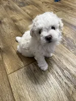 Sweet Tart, a female Shichon for sale in Blountville, TN – 4 of 4