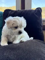 Cool whip, a male Shichon for sale in Blountville, TN – 4 of 5