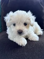 Cool whip, a male Shichon for sale in Blountville, TN – 1 of 5