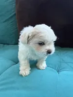 Waffle, a male Shichon for sale in Blountville, TN – 5 of 8
