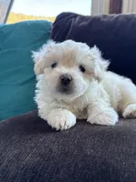 Cool whip, a male Shichon for sale in Blountville, TN – 2 of 5