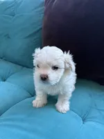 Waffle, a male Shichon for sale in Blountville, TN – 7 of 8