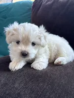 Cool whip, a male Shichon for sale in Blountville, TN – 5 of 5
