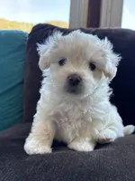 Cool whip, a male Shichon for sale in Blountville, TN – 3 of 5