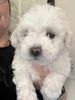 Sweet Tart, a female Shichon for sale in Blountville, TN – 2 of 4