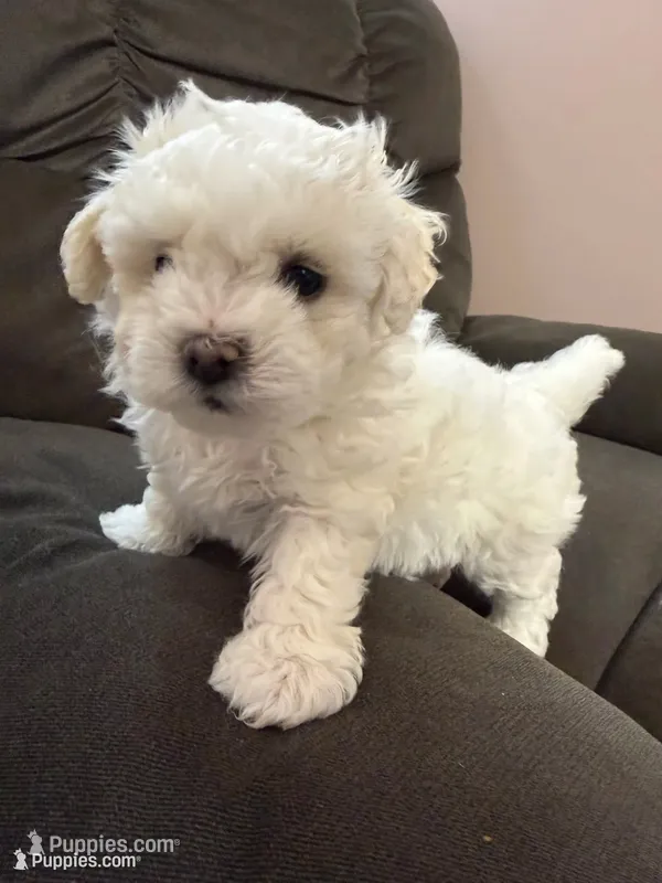 Sweet Tart, a female Shichon for sale in Blountville, TN – 1 of 4