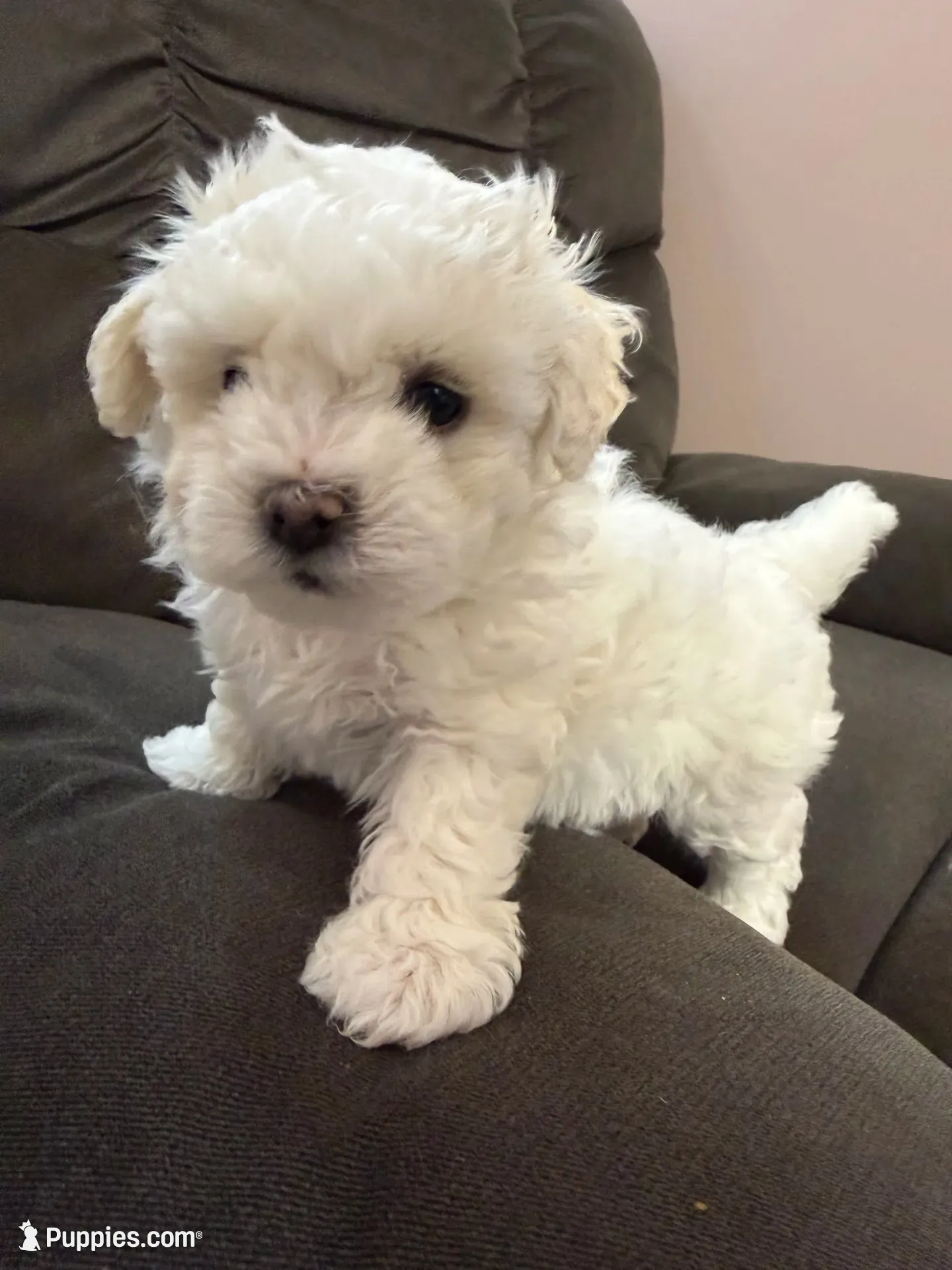 Sweet Tart, a female Shichon for sale in Blountville, TN – 1 of 4
