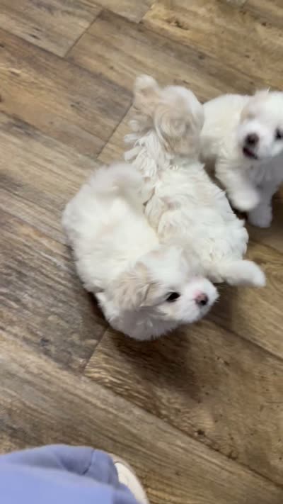 Waffle, a male Shichon for sale in Blountville, TN – 8 of 8