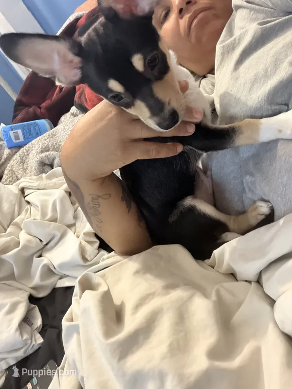 Cleveland – Chihuahua puppy for sale in Bronx, NY