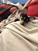 Cleveland, a male Chihuahua for sale in Bronx, NY – 2 of 2