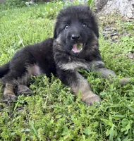 Red, a male German Shepherd Dog for sale in Pana, IL – 4 of 10