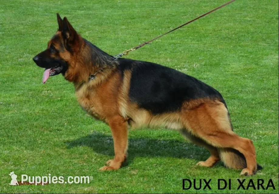 Red, a male German Shepherd Dog for sale in Pana, IL – 6 of 10