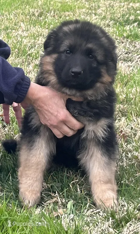 Pink – German Shepherd Dog puppy on hold in Pana, IL