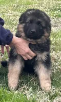 Pink, a female German Shepherd Dog for sale in Pana, IL – 1 of 7