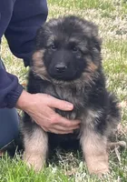 Pink, a female German Shepherd Dog for sale in Pana, IL – 5 of 7