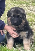 Pink, a female German Shepherd Dog for sale in Pana, IL – 6 of 7