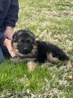 Pink, a female German Shepherd Dog for sale in Pana, IL – 7 of 7