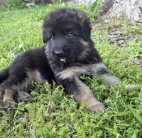 Red, a male German Shepherd Dog for sale in Pana, IL – 3 of 10