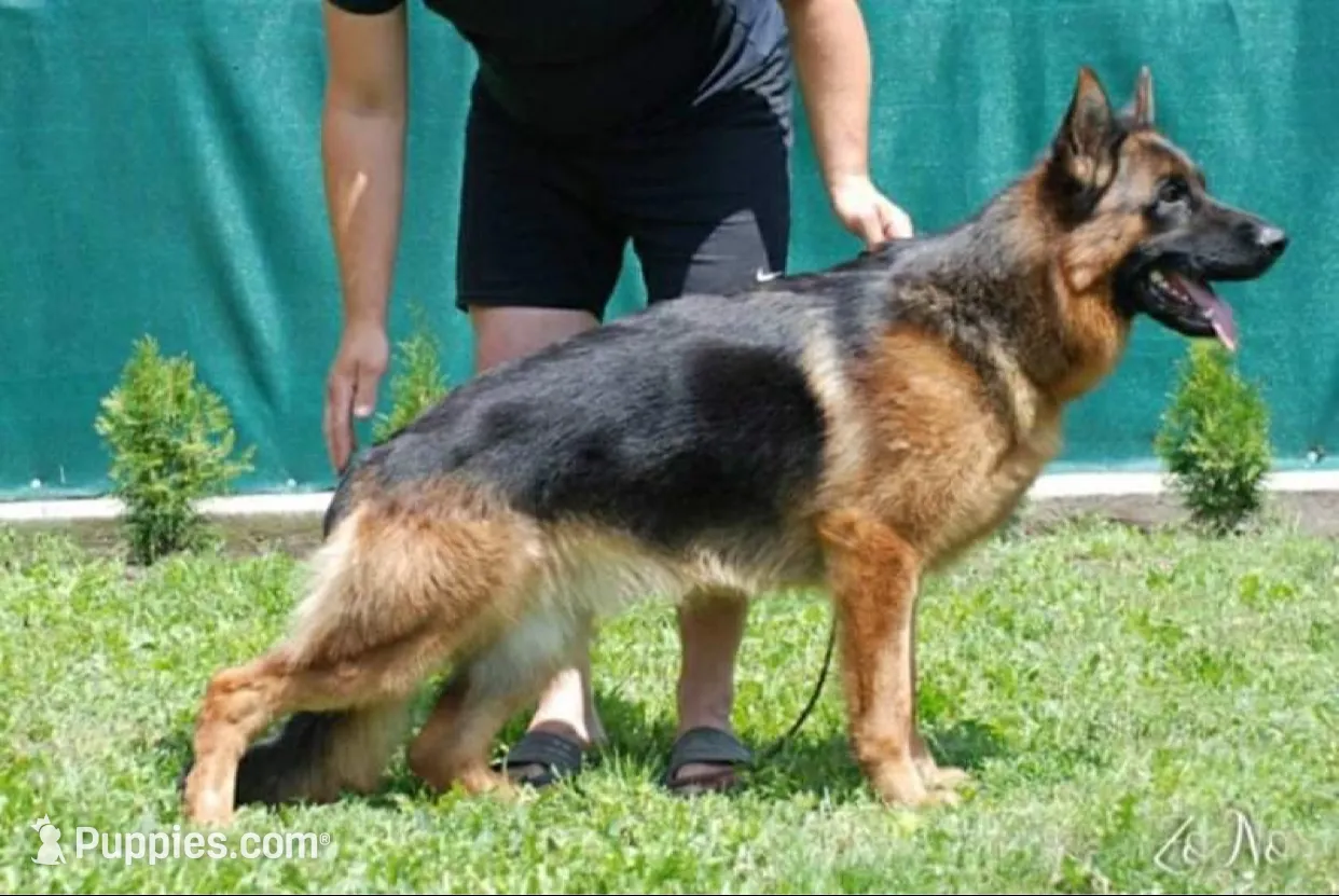 Blue, a male German Shepherd Dog for sale in Pana, IL – 7 of 9