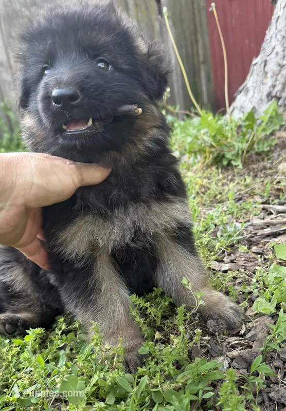 Red – German Shepherd Dog puppy for sale in Pana, IL