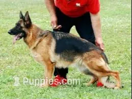 Red, a male German Shepherd Dog for sale in Pana, IL – 7 of 10