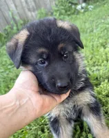 Blue, a male German Shepherd Dog for sale in Pana, IL – 2 of 9