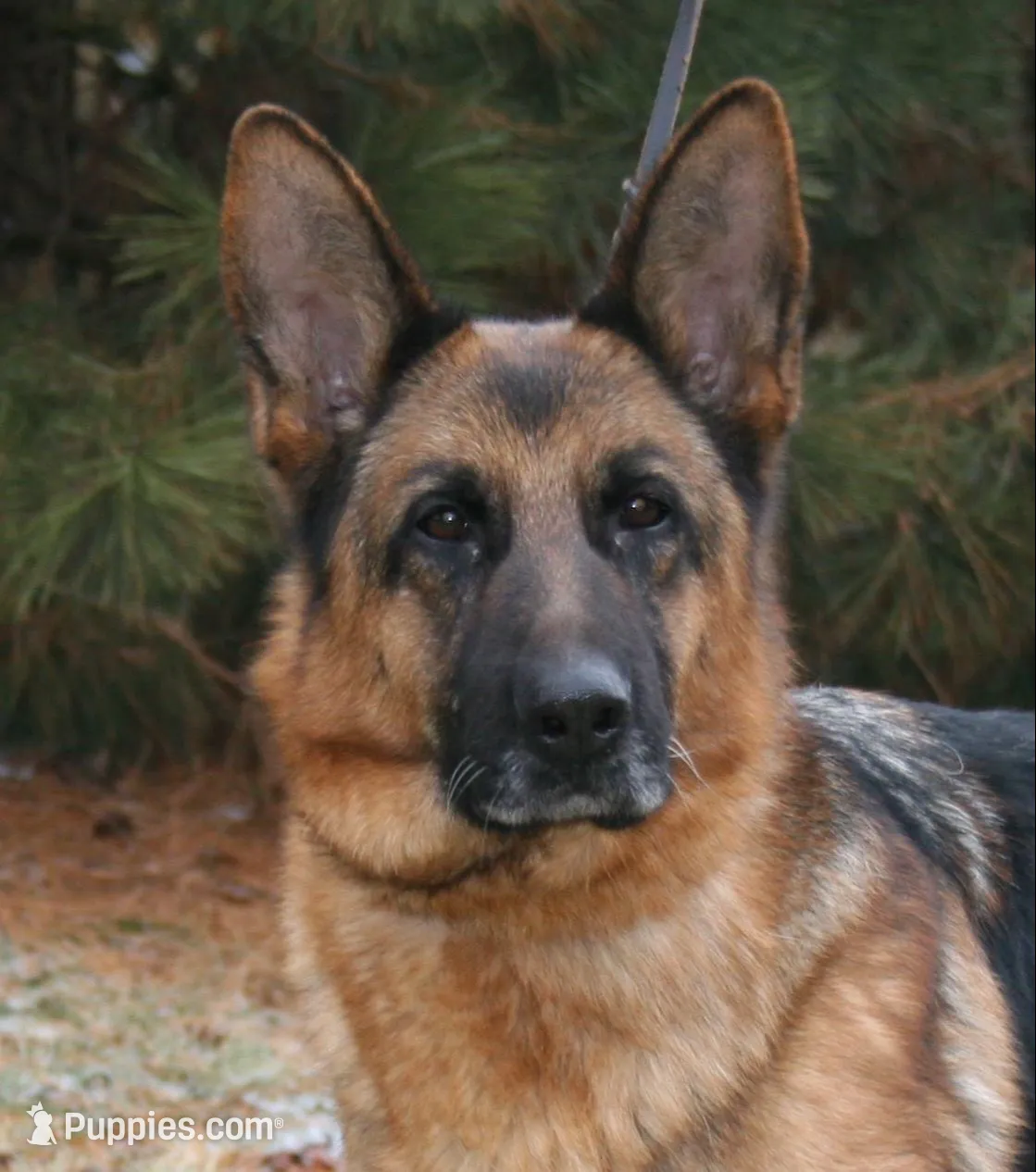 Blue, a male German Shepherd Dog for sale in Pana, IL – 8 of 9