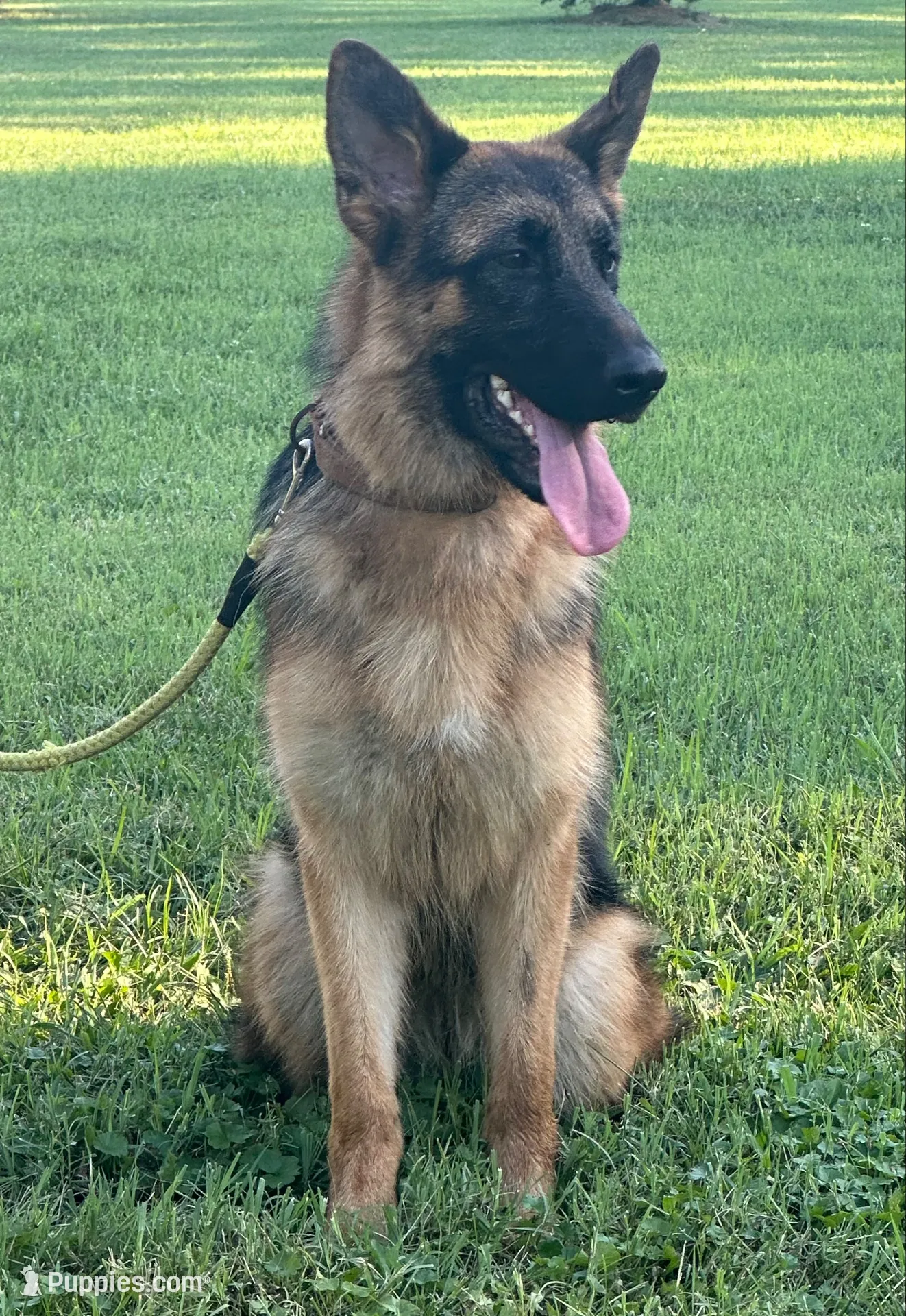 Red, a male German Shepherd Dog for sale in Pana, IL – 10 of 10