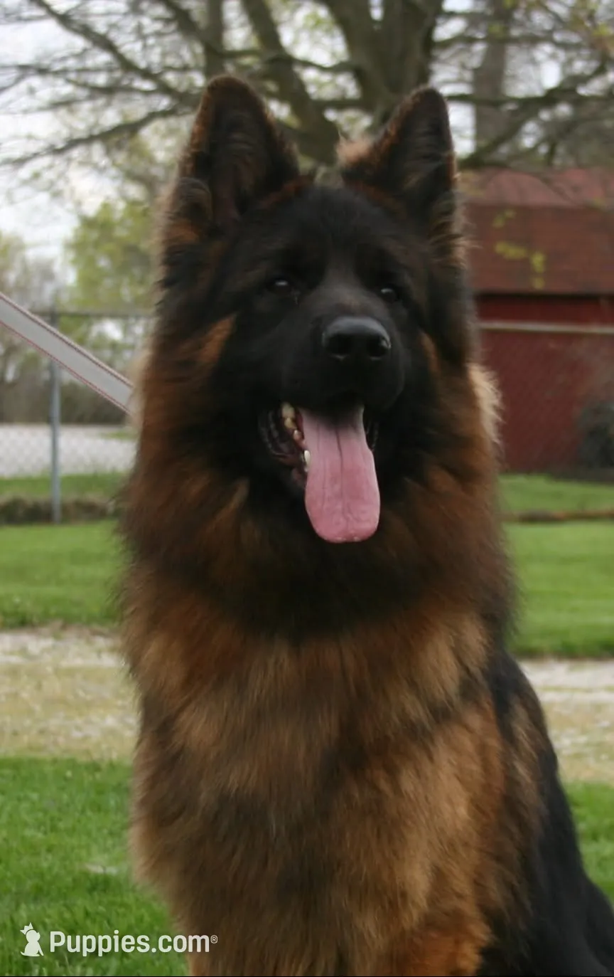 Red, a male German Shepherd Dog for sale in Pana, IL – 5 of 10