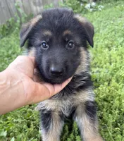 Blue, a male German Shepherd Dog for sale in Pana, IL – 1 of 9