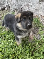 White, a male German Shepherd Dog for sale in Pana, IL – 3 of 9
