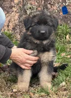 Blue, a male German Shepherd Dog for sale in Pana, IL – Photo 2 of 4