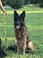 Blue, a male German Shepherd Dog for sale in Pana, IL – Photo 3 of 4