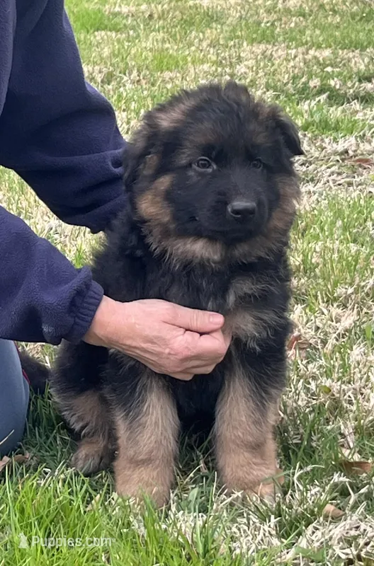 Blue – German Shepherd Dog puppy for sale in Pana, IL