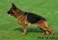 Blue male, a male German Shepherd Dog for sale in Pana, IL – Photo 3 of 4