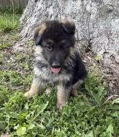 White, a male German Shepherd Dog for sale in Pana, IL – 2 of 9