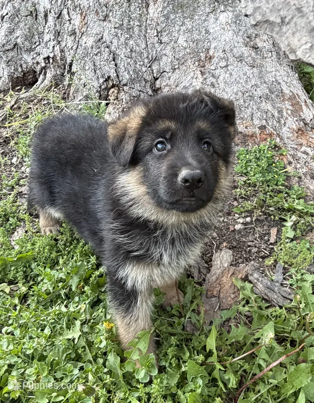 White – German Shepherd Dog puppy for sale in Pana, IL