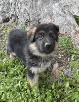 White, a male German Shepherd Dog for sale in Pana, IL – 1 of 9