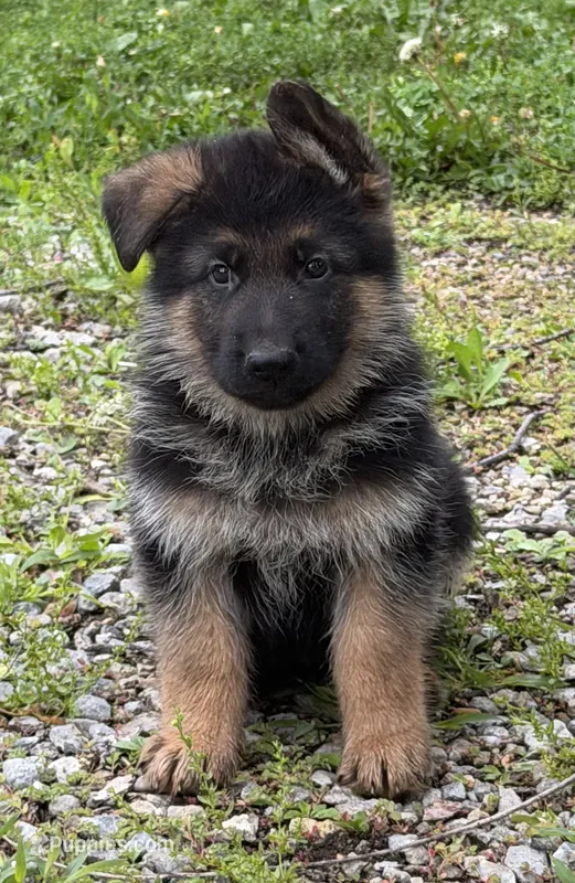 White – German Shepherd Dog puppy for sale in Pana, IL