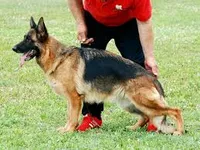 White, a male German Shepherd Dog for sale in Pana, IL – 7 of 9