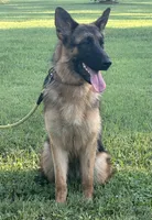 White, a male German Shepherd Dog for sale in Pana, IL – 9 of 9