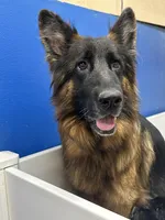 Grey male, a male German Shepherd Dog for sale in Pana, IL – Photo 4 of 4