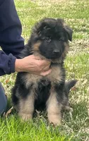 Grey male, a male German Shepherd Dog for sale in Pana, IL – 1 of 4