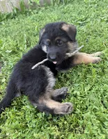 Blue, a male German Shepherd Dog for sale in Pana, IL – 3 of 9