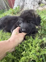 Red, a male German Shepherd Dog for sale in Pana, IL – 2 of 10