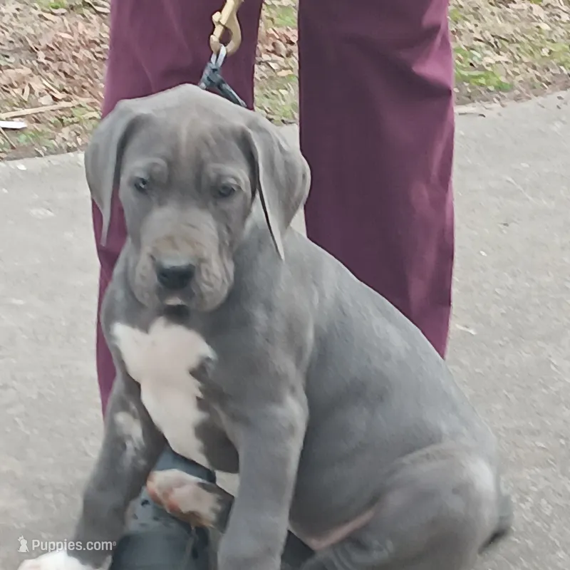 AKC - Duchess Silver Smoke