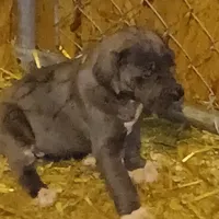 processed/85540df0-0b1a-4b1a-95fd-040c9c40f093/listing/183e6134-8971-4c8b-9a23-6d9b40dddf71/8b521c00-1746-4a0b-b242-c531e54e693b