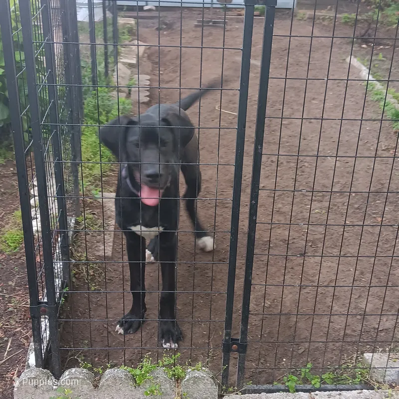AKC - Prince Sundance – Great Dane puppy for sale in Hampton, VA