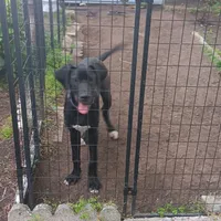 AKC - Prince Sundance, a male Great Dane for sale in Hampton, VA – 4 of 6
